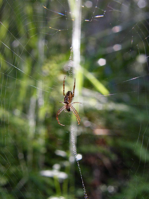 Araneus_cyphoxis_D5990_Z_85_Warren National Park_Australie.jpg